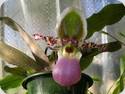 Paph. chamberlainianum